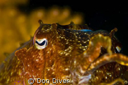 Cuttlefish, This is a shot I took one day in Manila chann... by Don Diver 